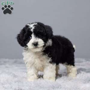 Sandy, Mini Sheepadoodle Puppy